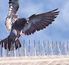Anti-Pigeon Bird Spikes installed in a Bengaluru home